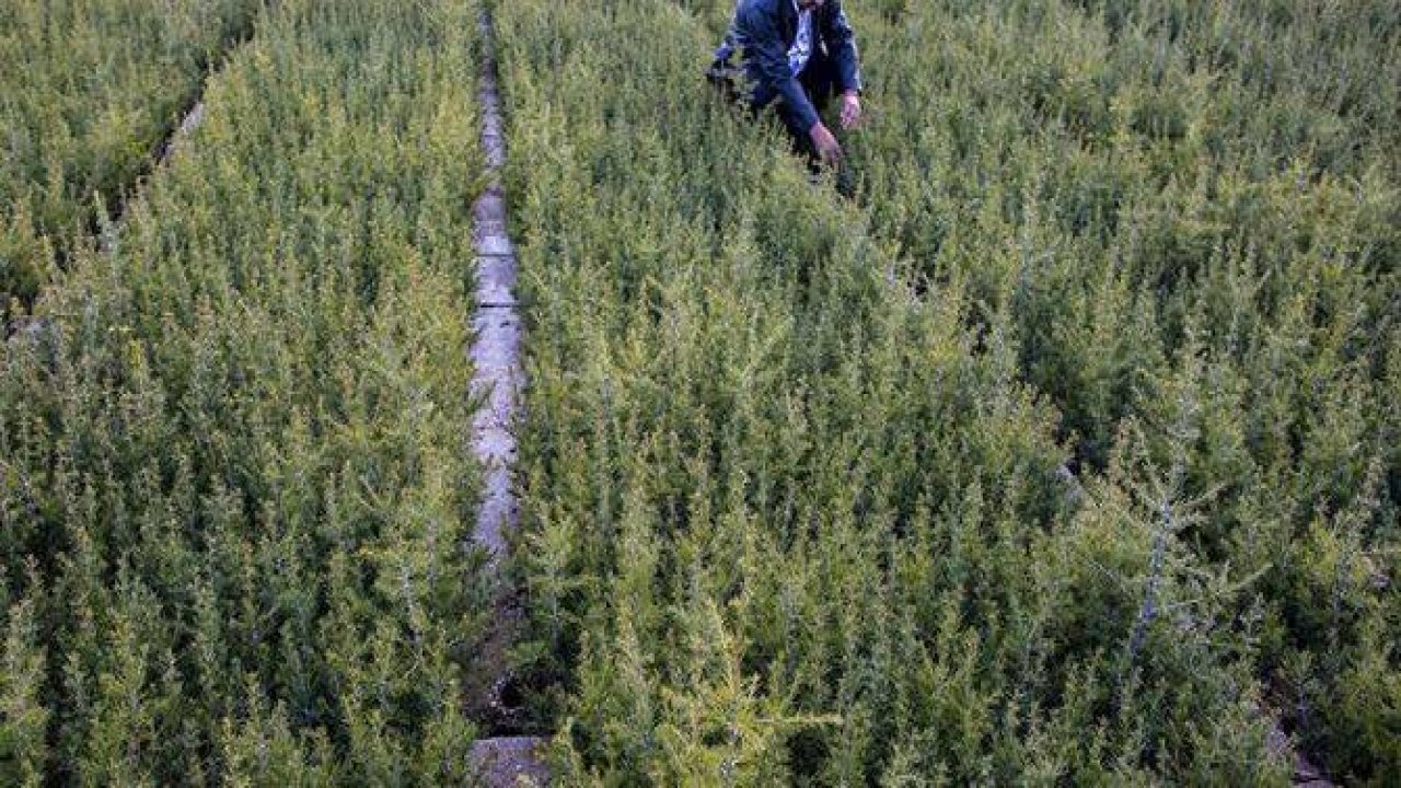 Bozkırda yetişen fidanlar orman oluyor