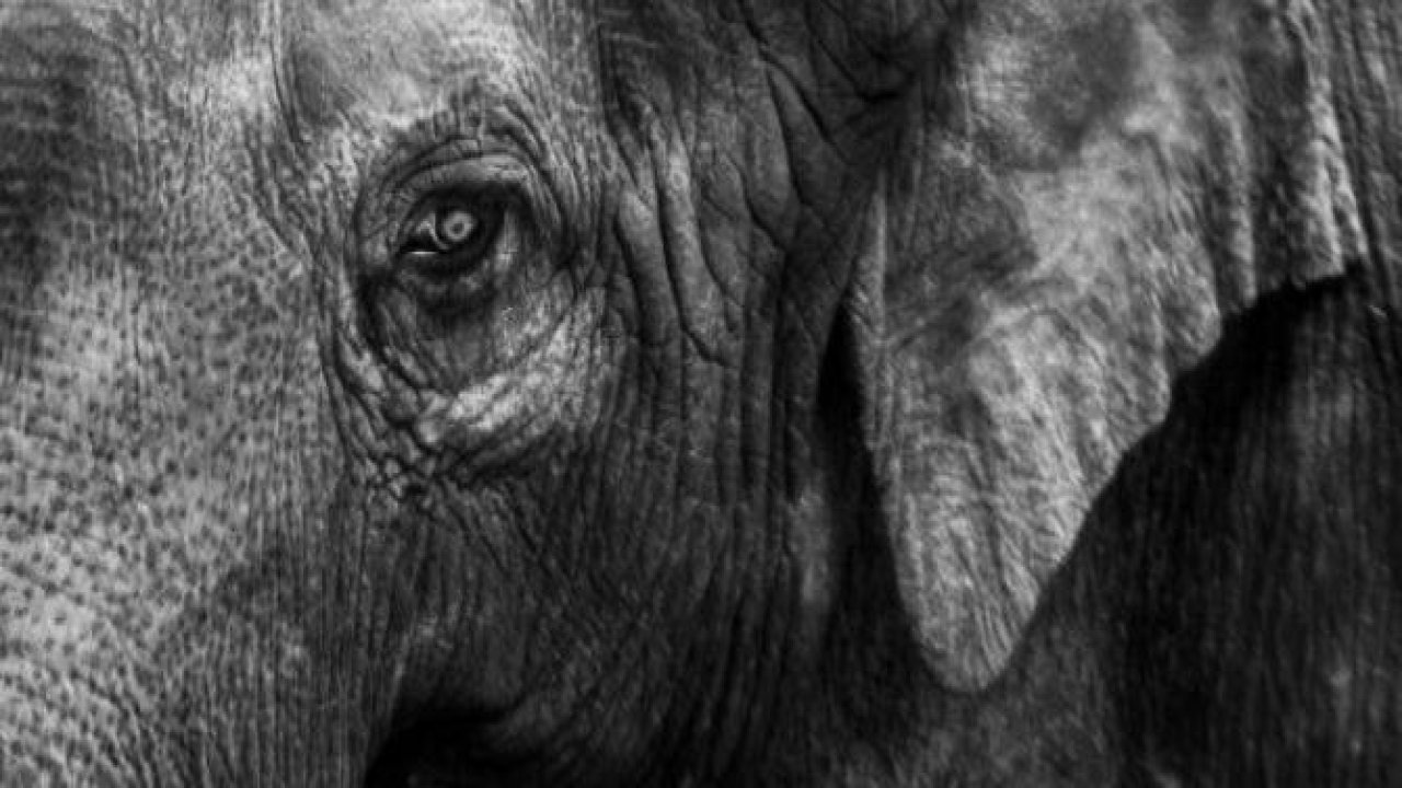 Washington Smithsonian Ulusal Hayvanat Bahçesi