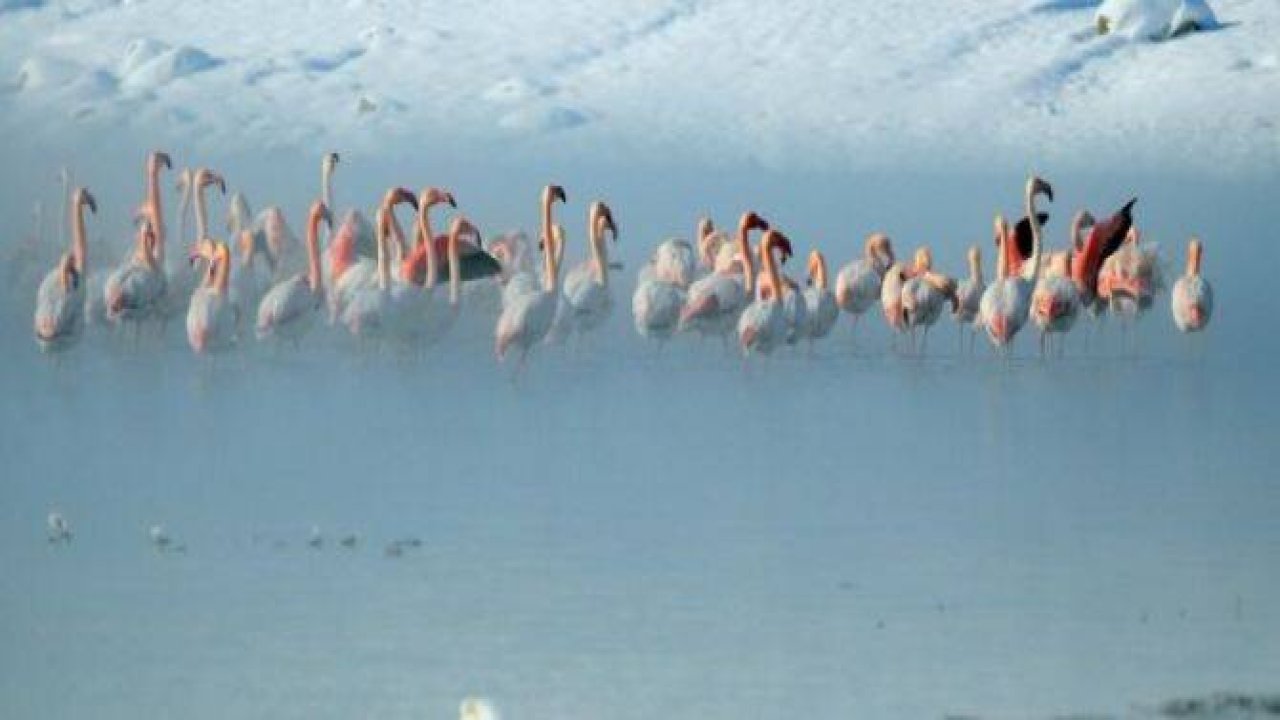 Flamingoların buz göçü