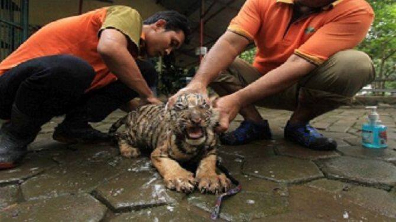 Yavru kaplanlara "banyo"