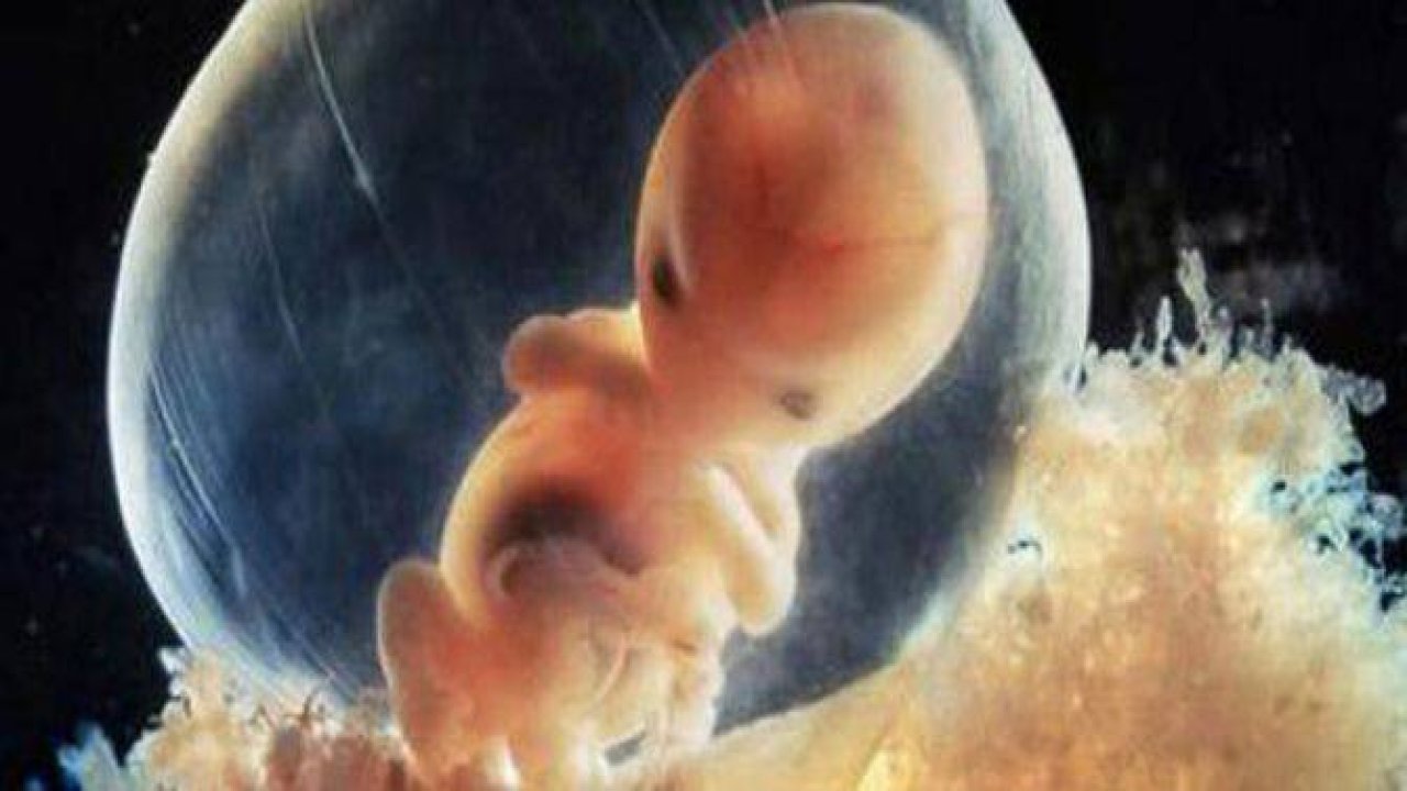 Bir bebeğin anne karnındaki mucize gelişimi