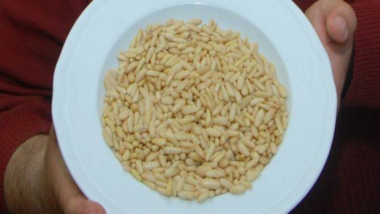 Çam Fıstığı nasıl üretiliyor?