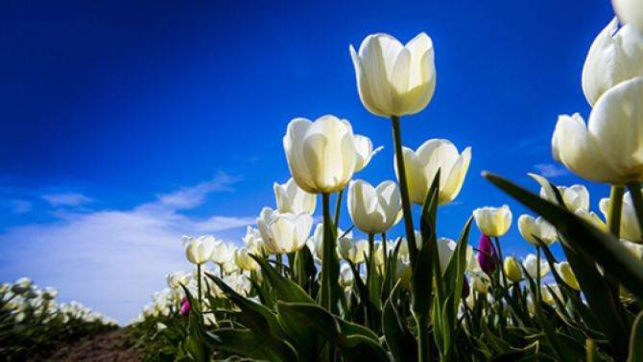 Dünyanın lalesi Konya'dan