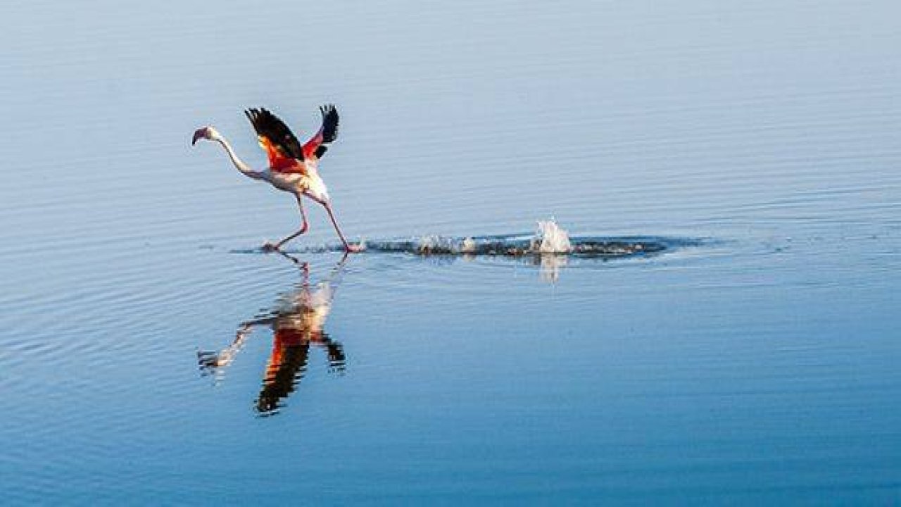 Düden Gölü'nün zarif misafirleri "flamingolar"