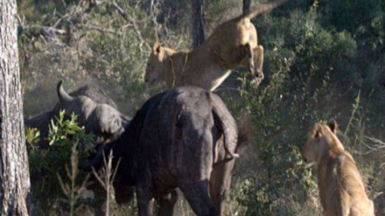 Aslanların amansız av mücadelesi