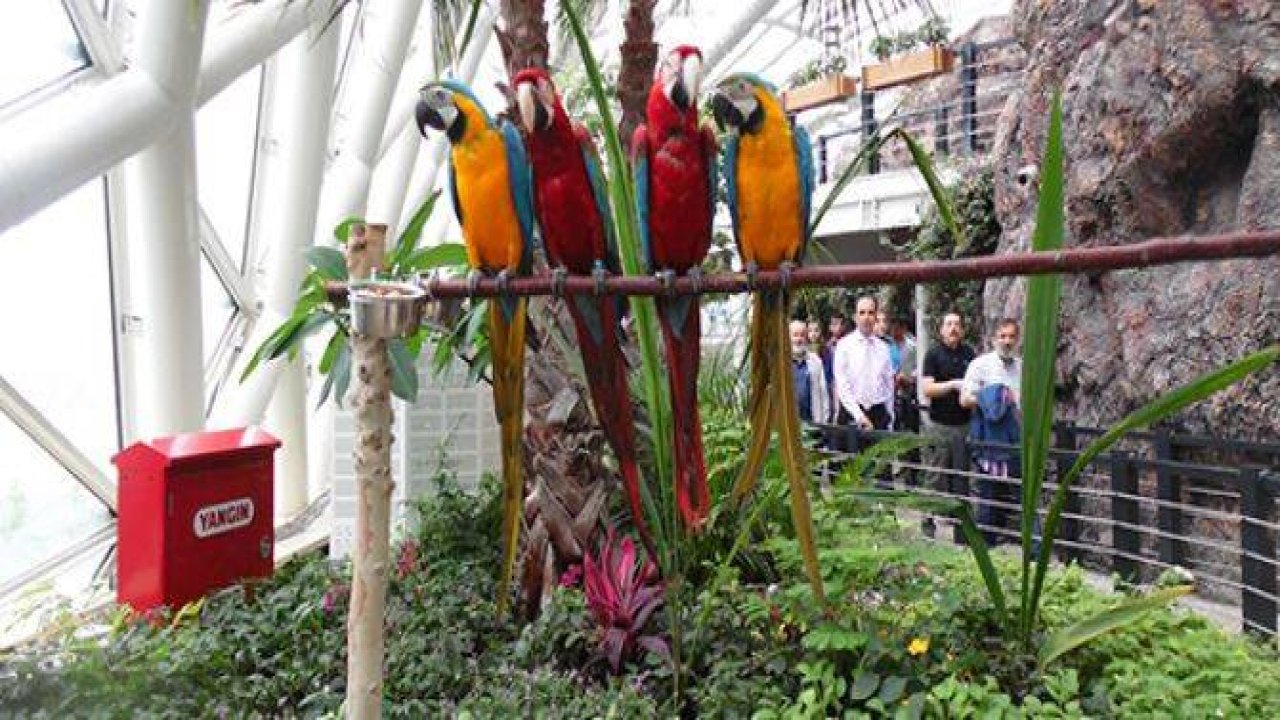 Kelebekler yaza “merhaba” dedi