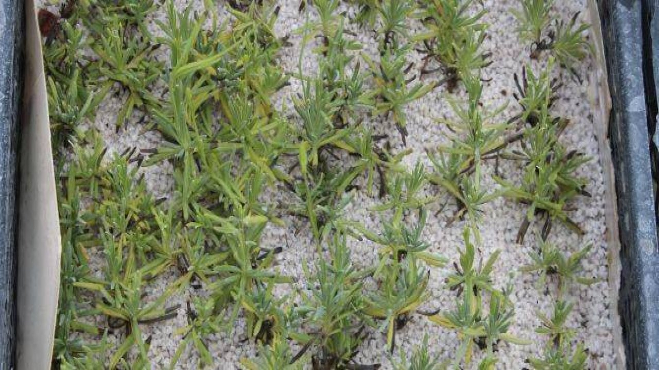 Konya ovası lavanta kokacak