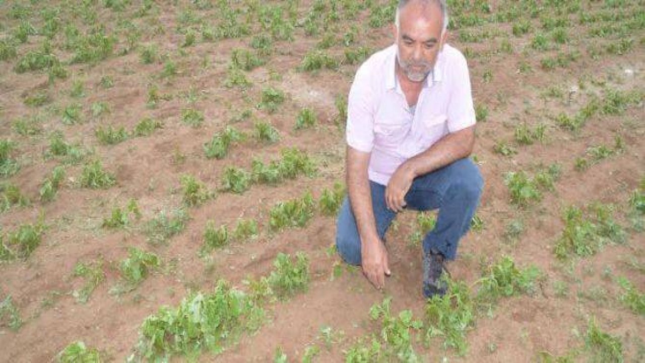 ÇİFTÇİNİN ZARARI BÜYÜK