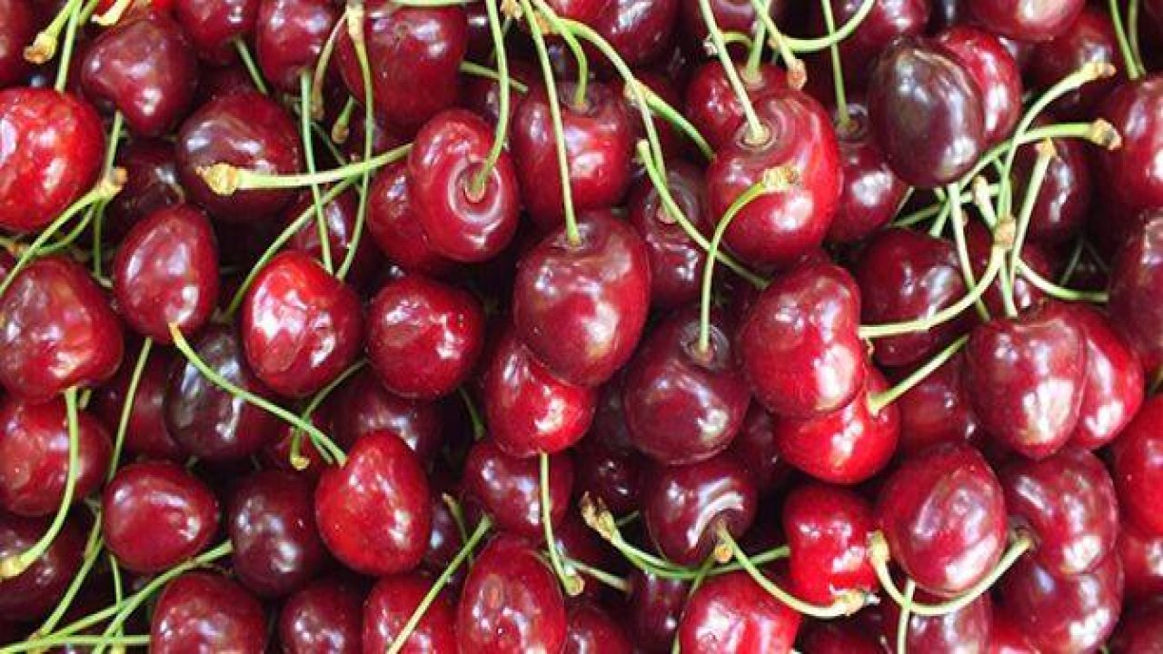 Hadim kirazı "dalında" ihraç ediliyor