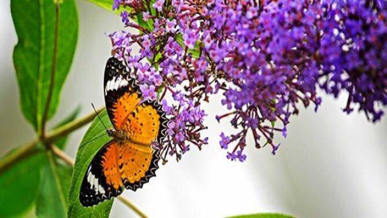 Hangi kelebek kaç gün yaşıyor?