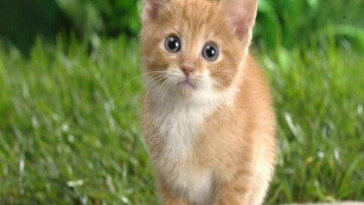 İslam'da kedinin yeri