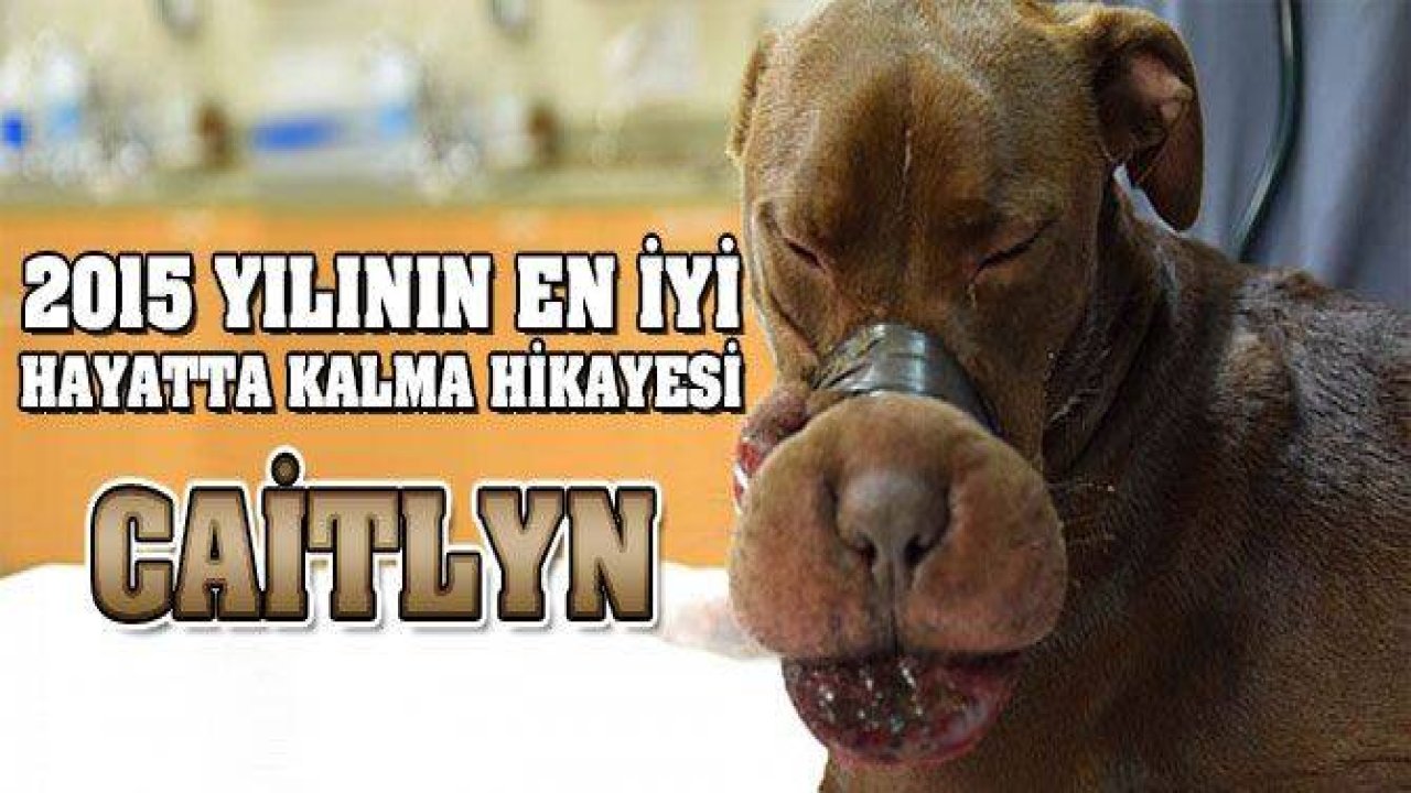 Yılın Hayatta Kalma Öyküsünün Kahramanı Caitlyn