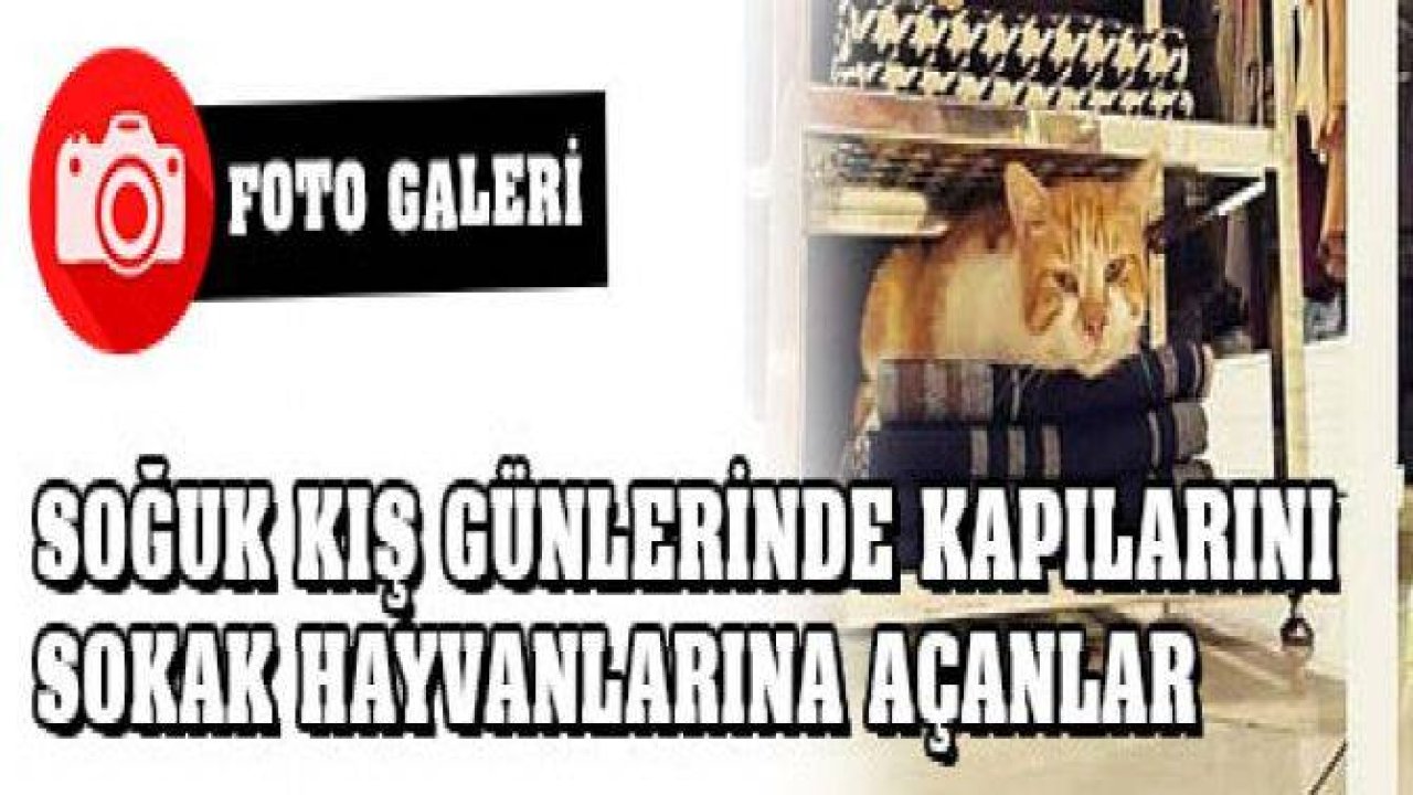 Soğuk Kış Günlerinde Kapılarını Sokak Hayvanlarına Açanlar