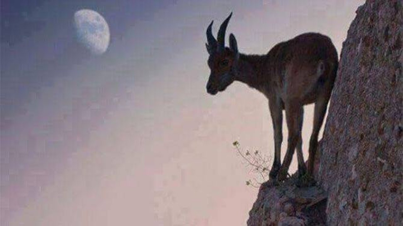 Bu keçiler gerçekten inanılmaz!