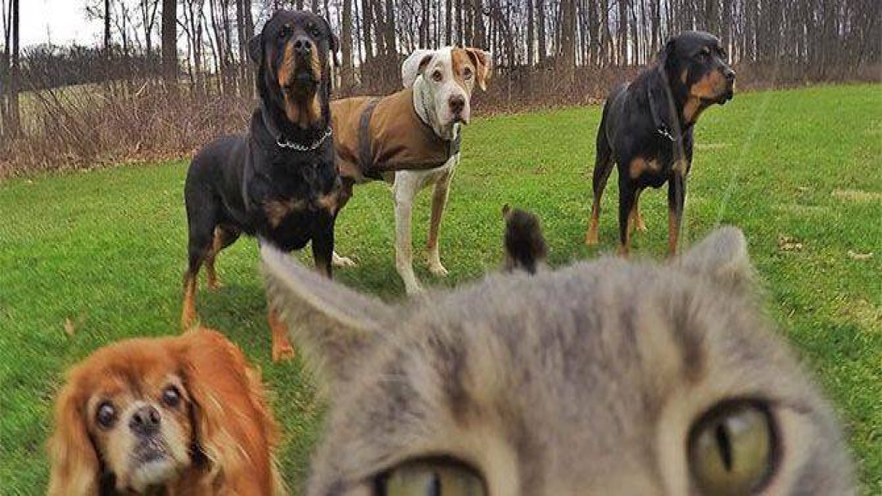 Selfie çekinen sevimli kedi