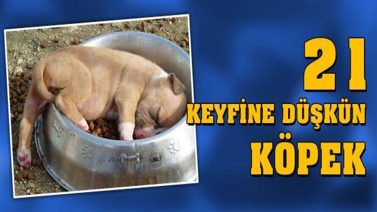 21 Keyfine Düşkün Köpek