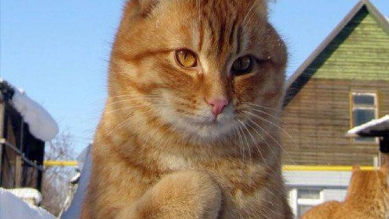 Birbirinden ilginç kedi fotoğrafları