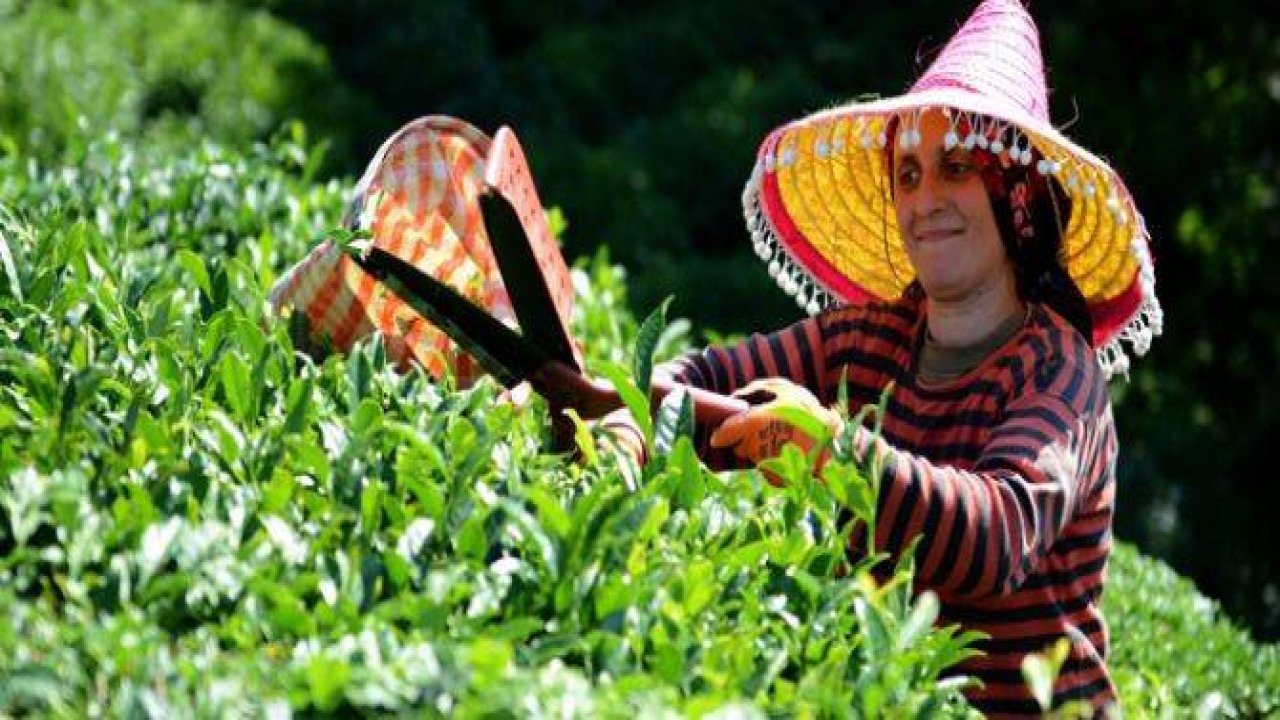 Çayın bahçeden demliğe “zorlu” yolculuğu