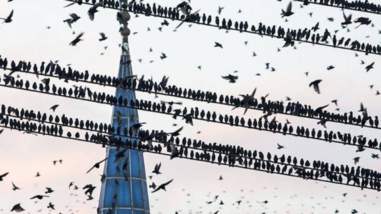 Konya'da Sığırcıkların dansı