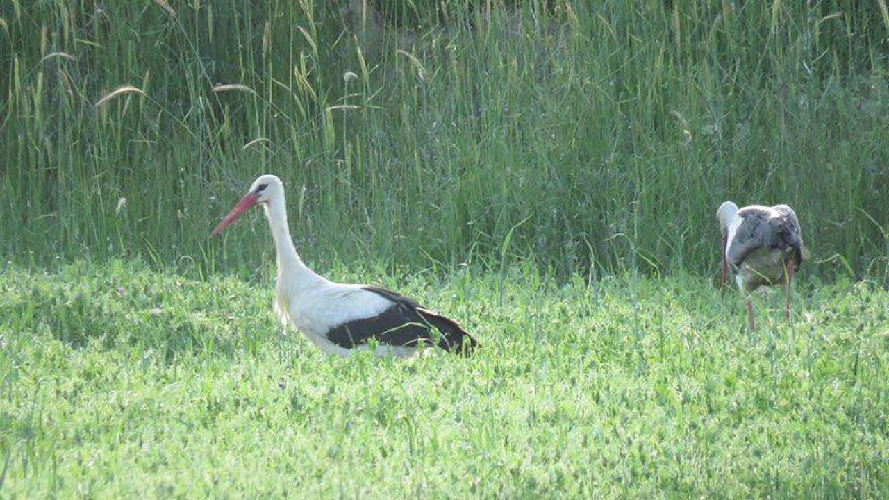 Leylekler Vadisi'nde "dolunay" güzelliği