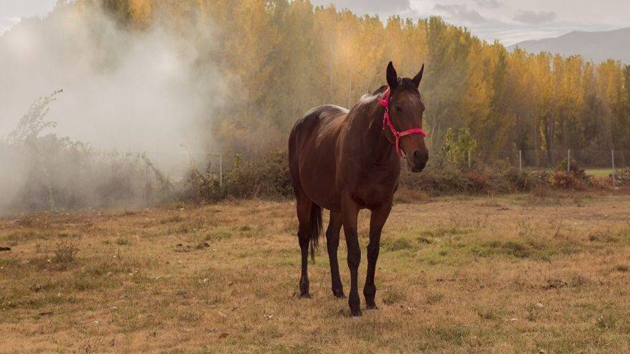 Ereğli at çiftliklerinde sonbahar