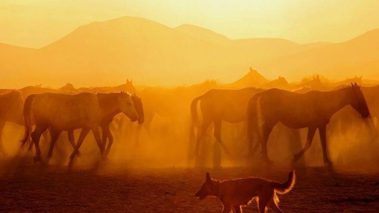 Güzel atlar ülkesi: KAPADOKYA