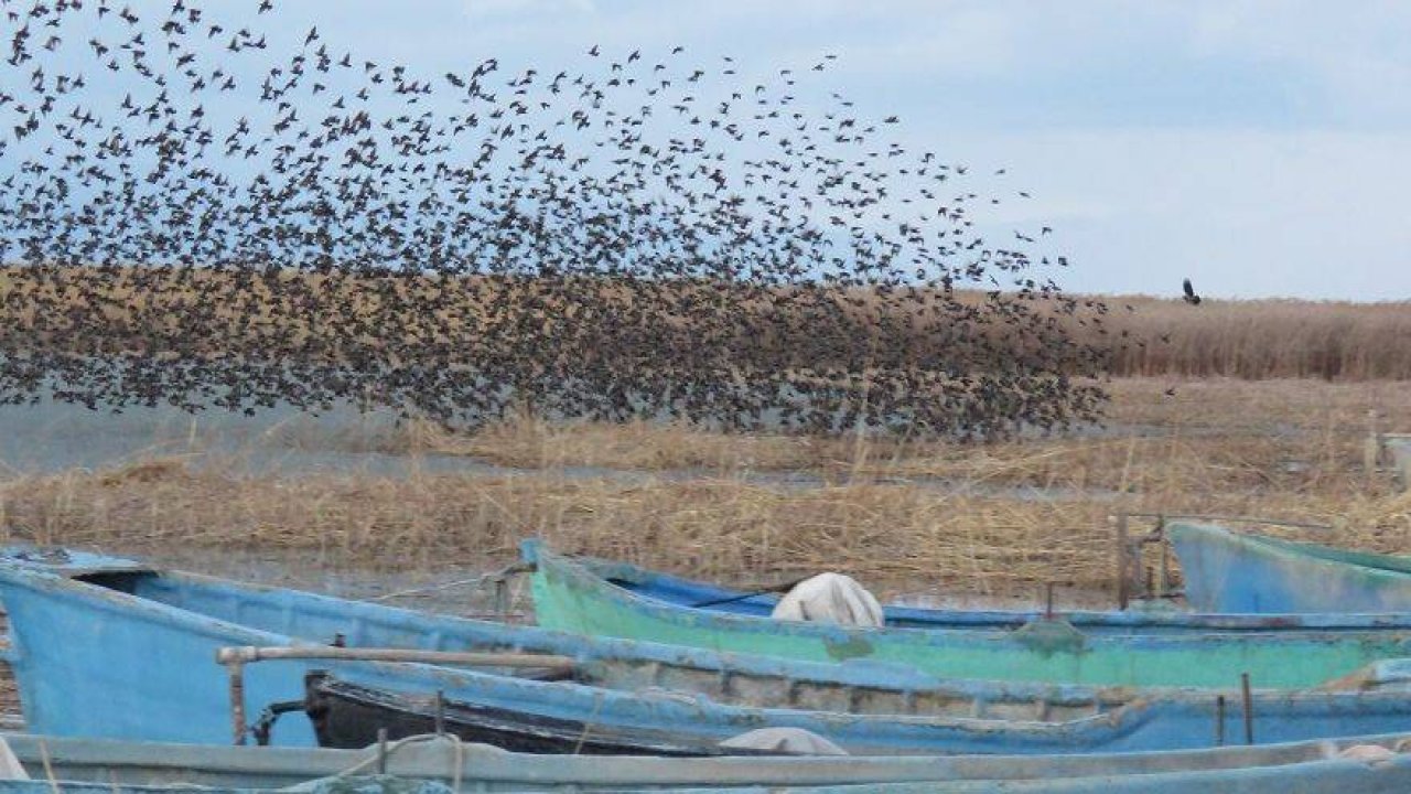 Beyşehir Gölü'nde sığırcıkların görsel şöleni
