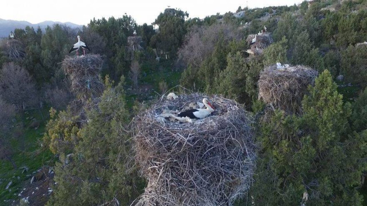 Leylekler Vadisi’ndeki yuvalardan dünyaya canlı yayın