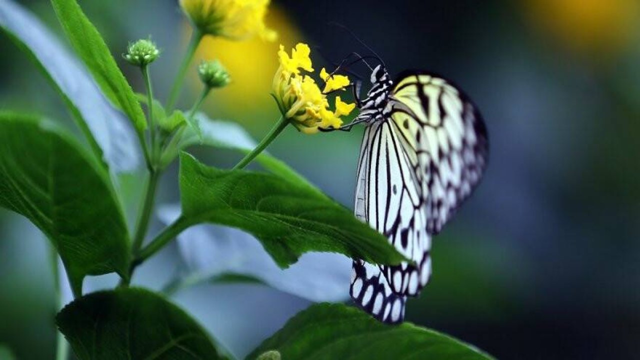 "Aşkın Kanatları" Tropikal Kelebek Bahçesi