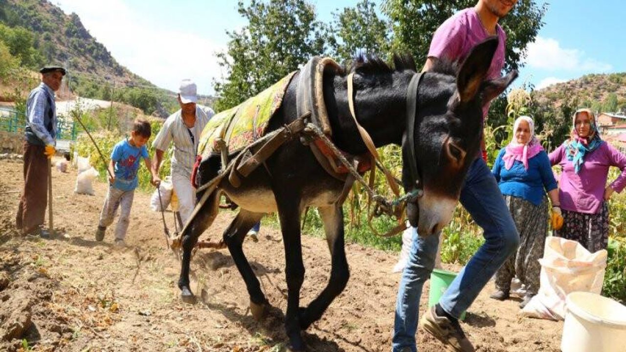 GEREZ’DE PATATES SÖKÜMÜ