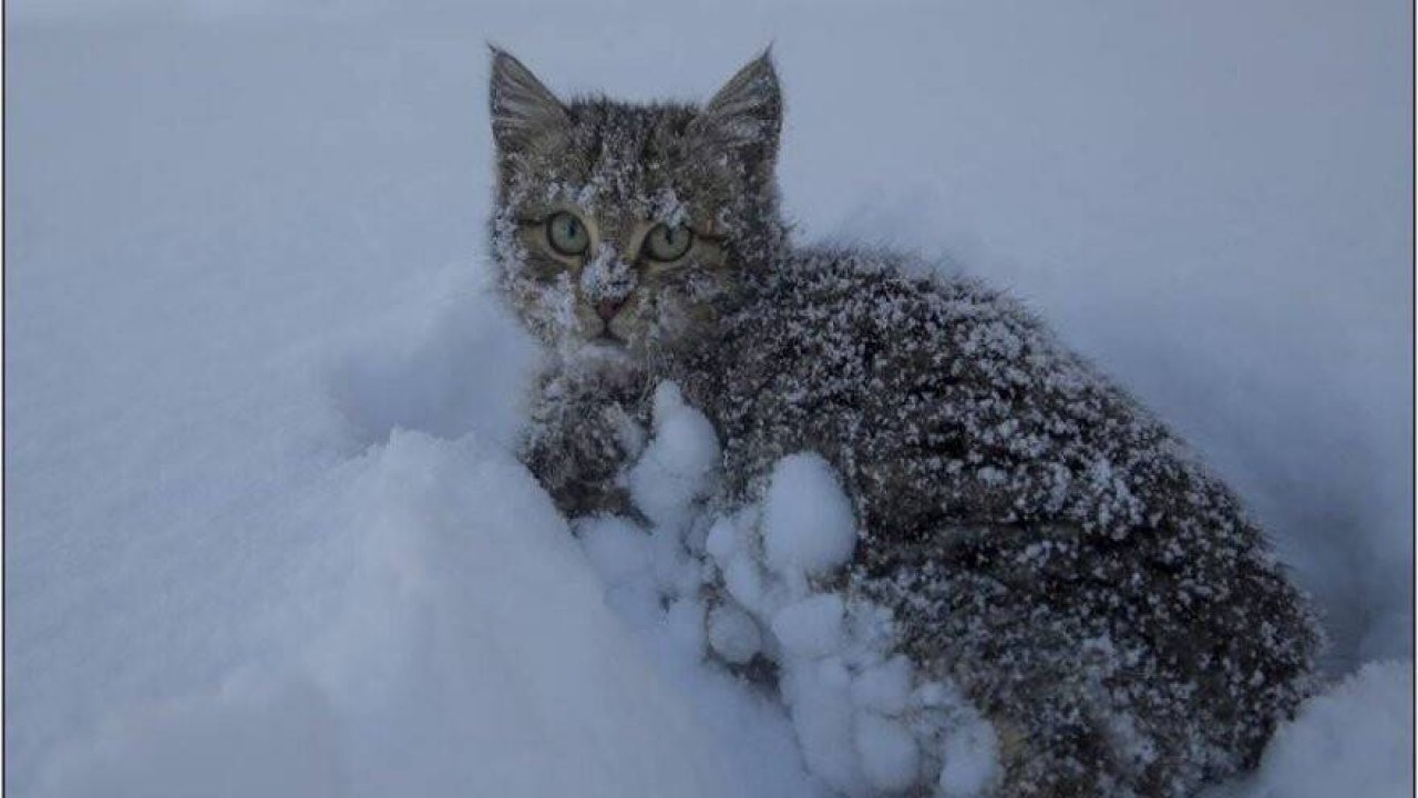 Hadim'den muhteşem kar manzaraları