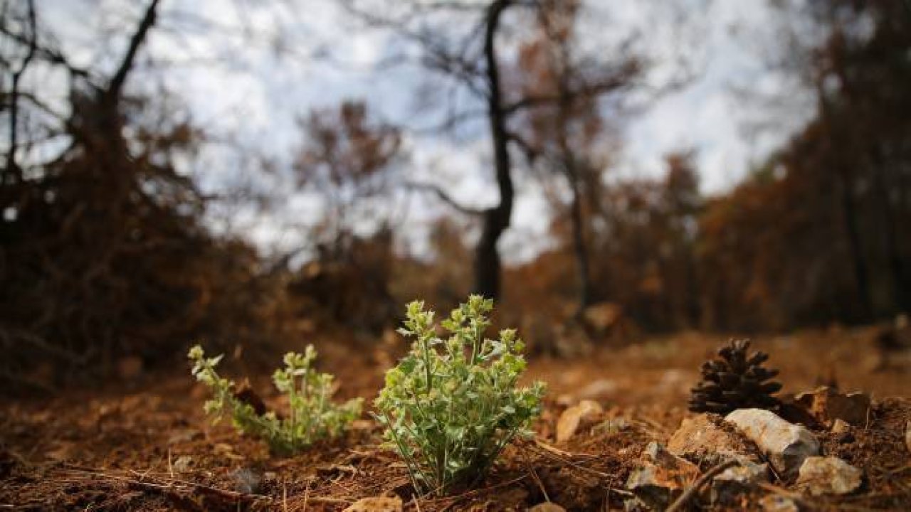 Yanan ormanlık alanlarda 6 milyon fidan yeşerecek