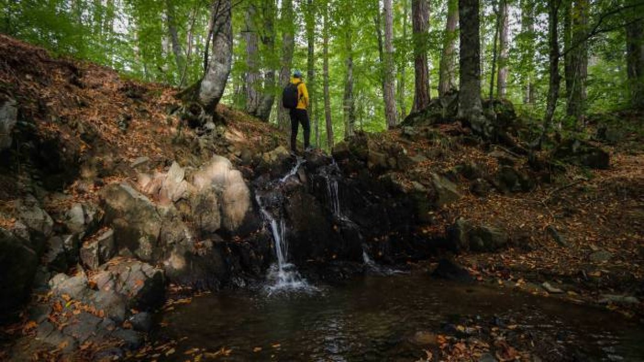 Sonbahar renkleri arasında foto safari