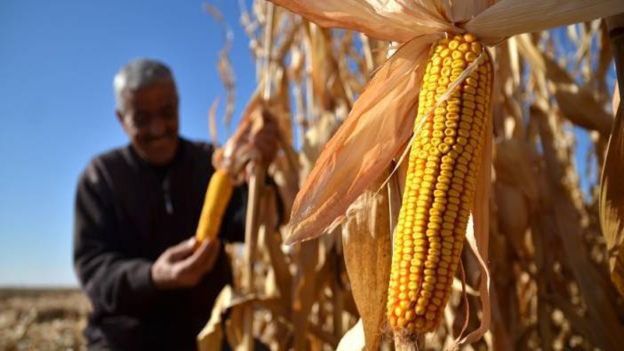 Mısır, fiyatıyla çiftçinin yüzünü güldürdü
