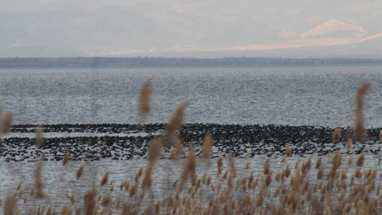 Beyşehir kıyılarına sakar meke akını