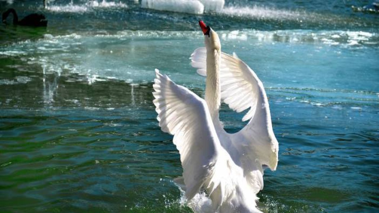 Konya'da kuğular buz tutan havuzda güzel görüntüler oluşturdu