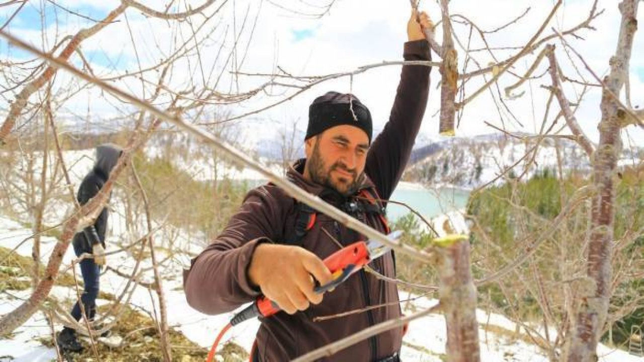 Toroslar'daki kiraz bahçeleri kar altında yeni sezona hazırlanıyor