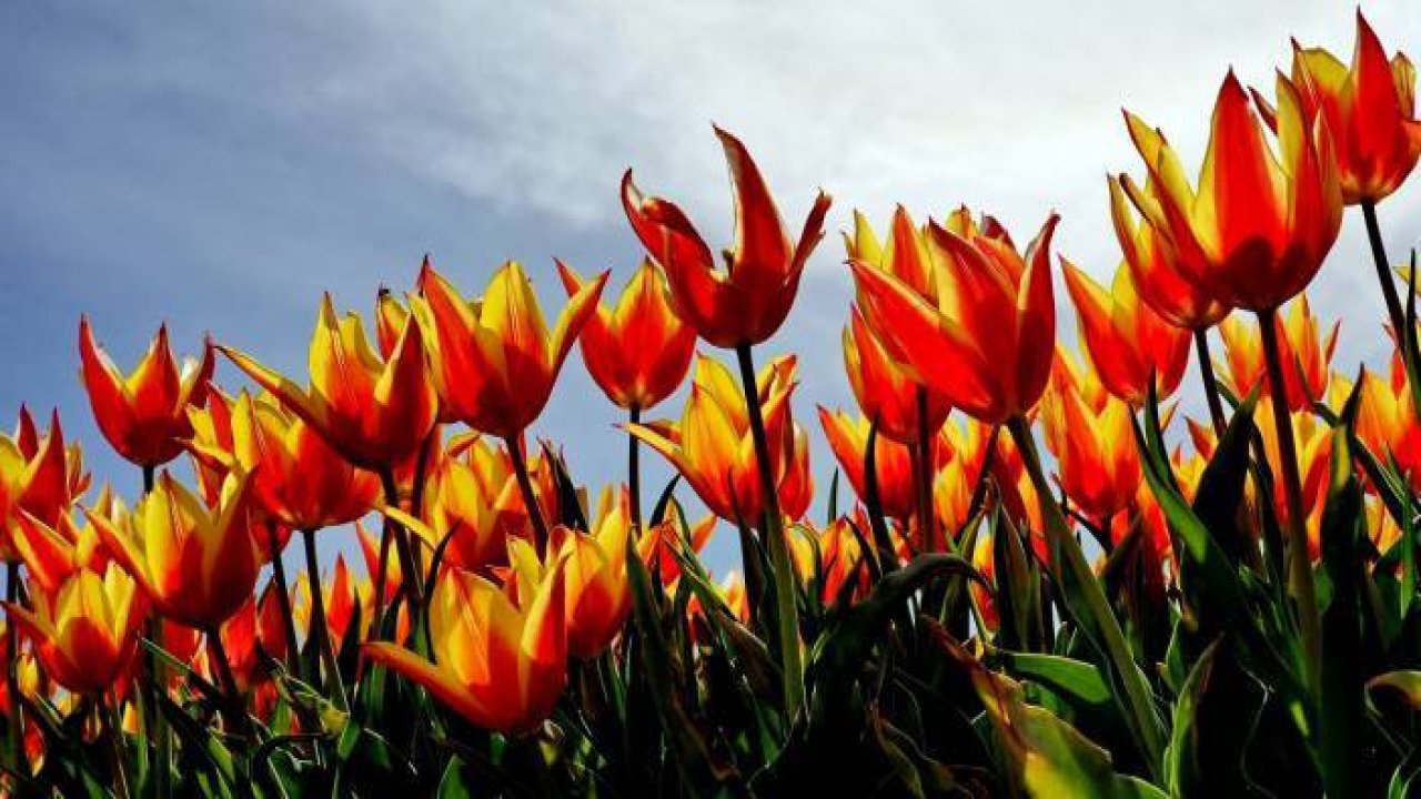 Konya'da 'yerdeki gökkuşağı' olarak nitelendirilen laleler çiçeklendi