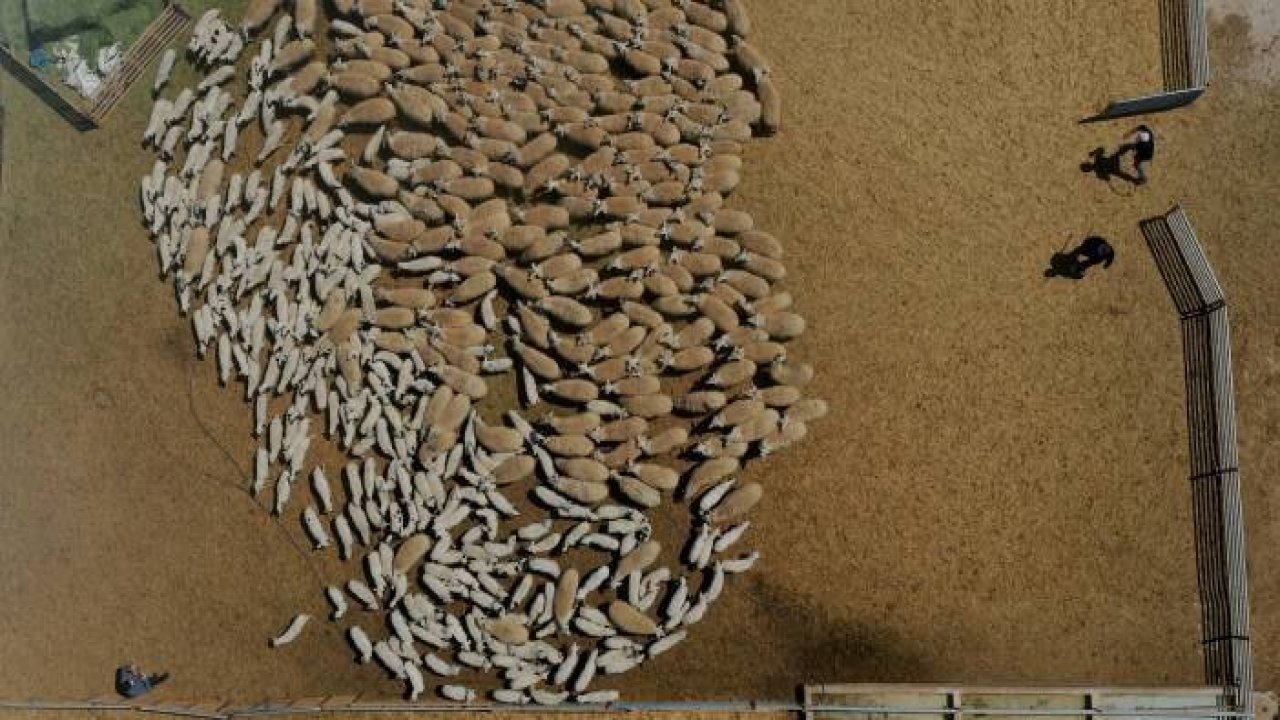 Konya'da binlerce kuzunun 'süt koşusu' renkli görüntülere sahne oldu