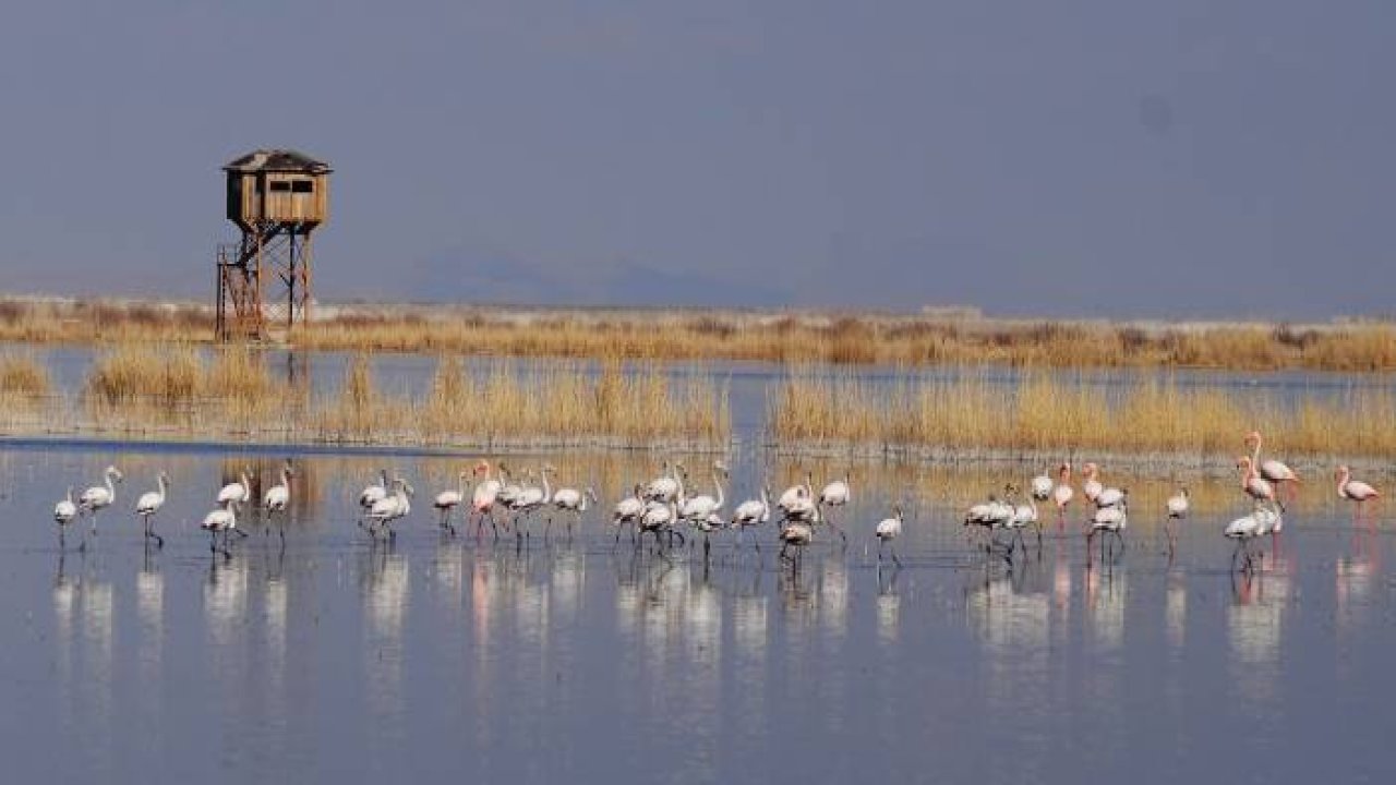 Akgöl sazlıkları flamingolarla ayrı bir güzelliğe büründü