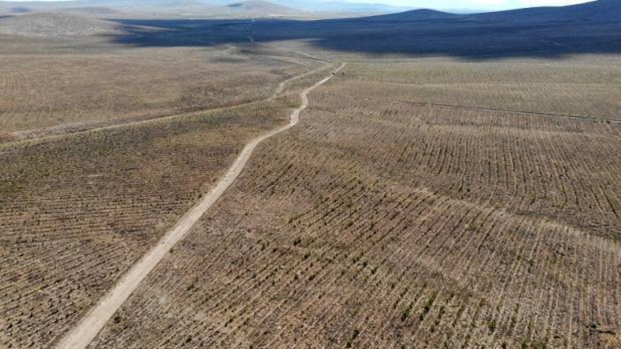 Ağaçlandırma seferberliği tüm bölgelerde devam ediyor