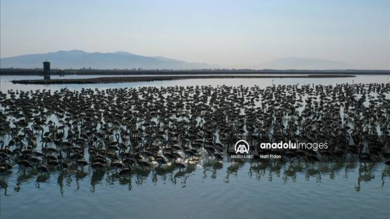 Minik flamingolar uçmayı "doğal kreşte" öğreniyor