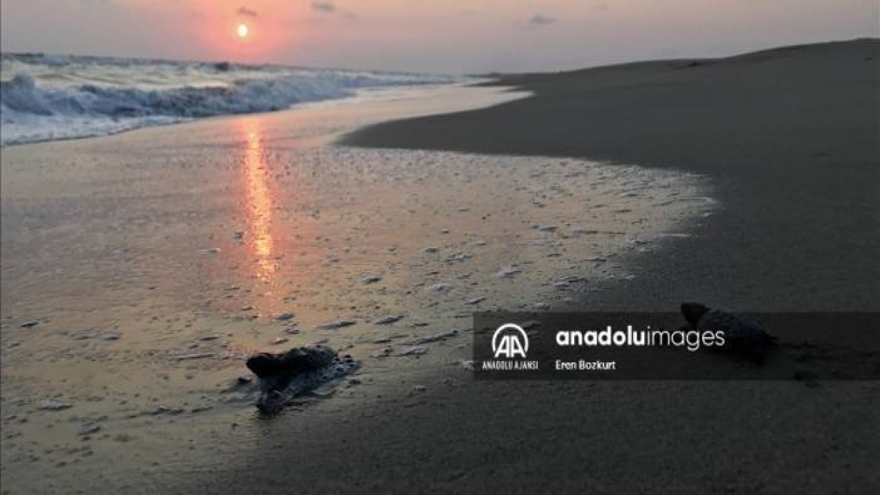 Yumurtalarından çıkan yavru deniz kaplumbağaları, mavi sularla buluşup "hayat yolculuğuna" başlıyor