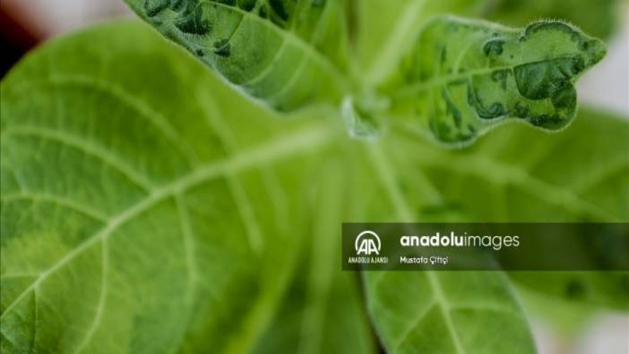 Domates üretimini olumsuz etkileyen virüse karşı dayanıklı yerli tohum geliştirildi