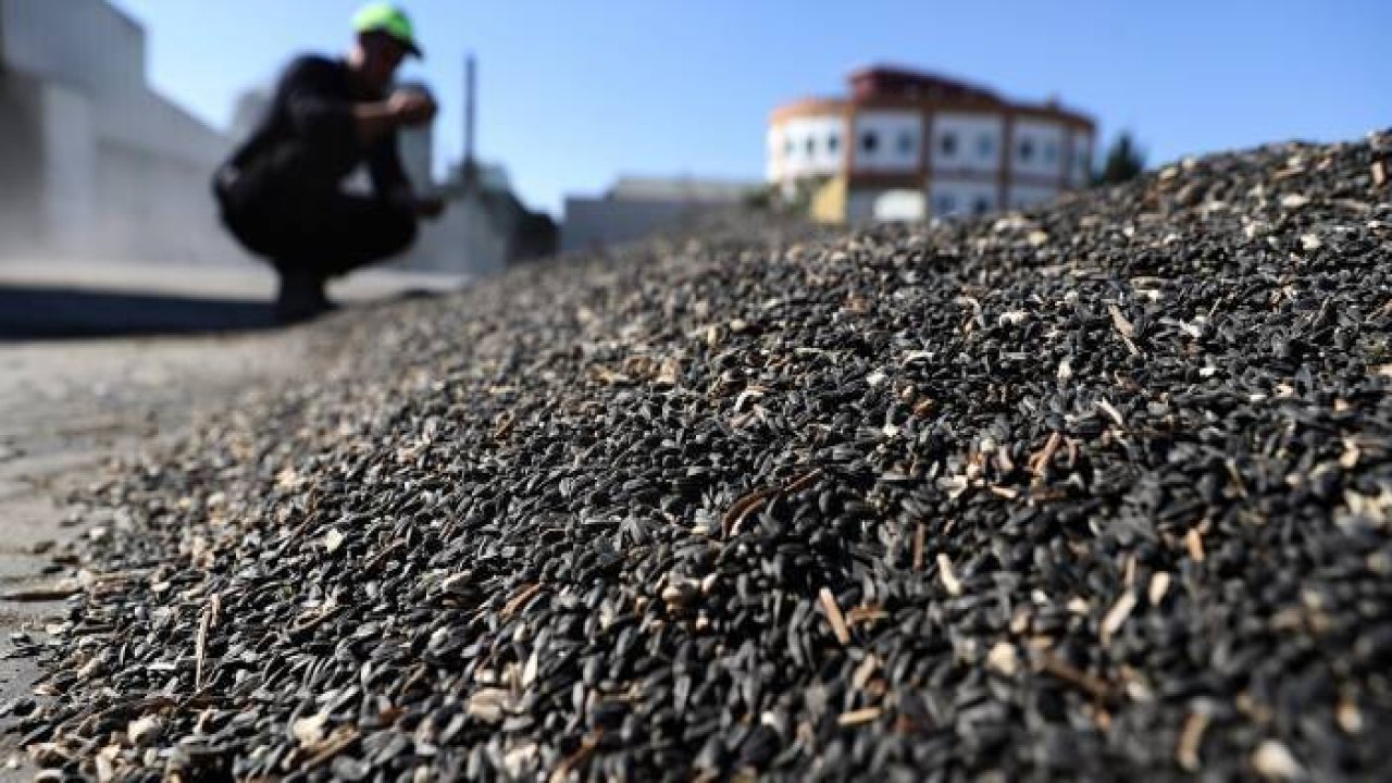 Konya Ovası'nda yağlık ayçiçeği verimiyle çiftçinin yüzünü güldürüyor