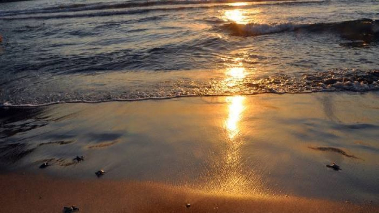 İztuzu sahilinde caretta caretta yuvası ve yavru çıkışında artış