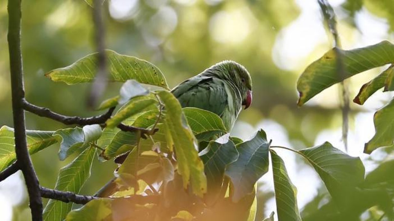 Başkentin sevimli sakinleri