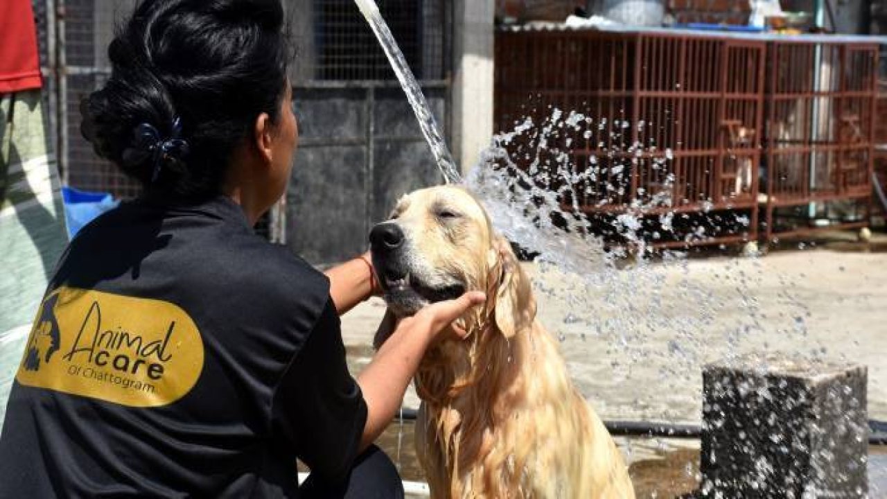 Banglşadeş'te Hayvanları Koruma Günü
