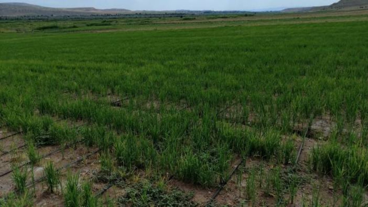 Damla sulamayla çeltik üretiminde yüzde 60-70 su tasarrufu sağlandı
