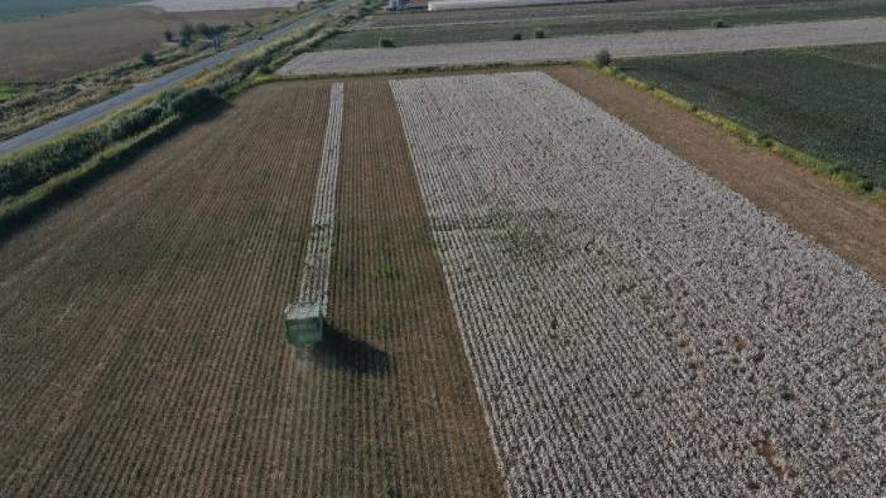 Aydınlı üreticiler kuraklığa rağmen pamuktan vazgeçmedi